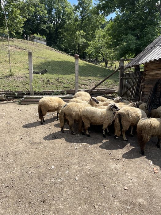 Turmă frumoasă de oi