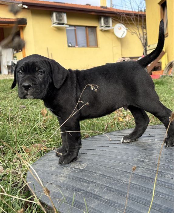 Кане Корсо / Kane Korso