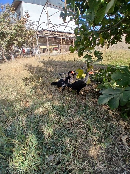 Куланги хуроз жужаси