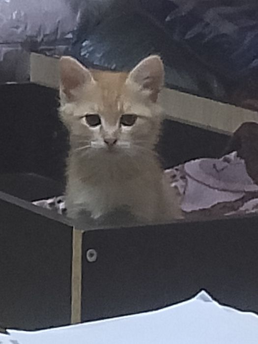 Отдам в хорошие руки