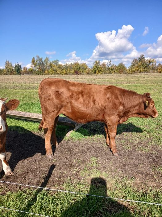 Vând 3 vitele bălțate sau schimb cu oi