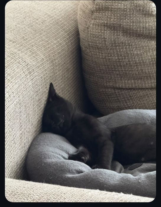 Коте черно (пума)