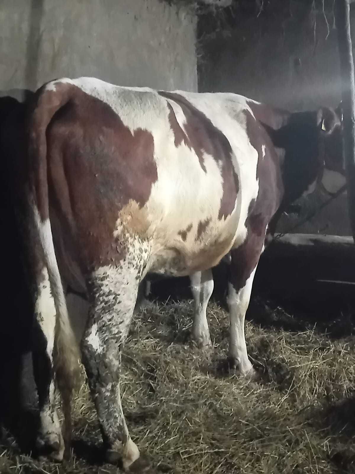 Vând juninca la prima fătare