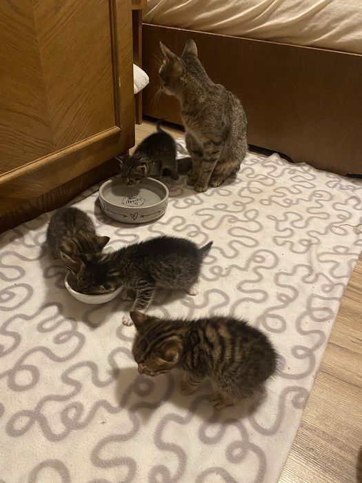 Donez 4 pui de pisica+mama. GRATUIT