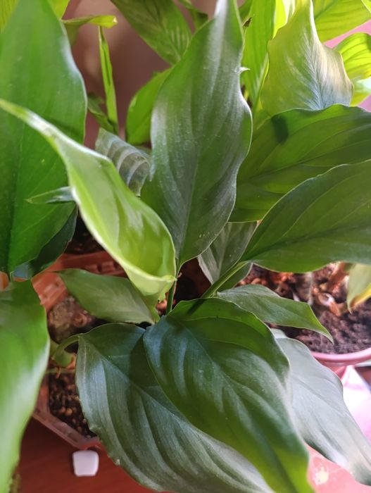 Распродажа Цветы Гуллар