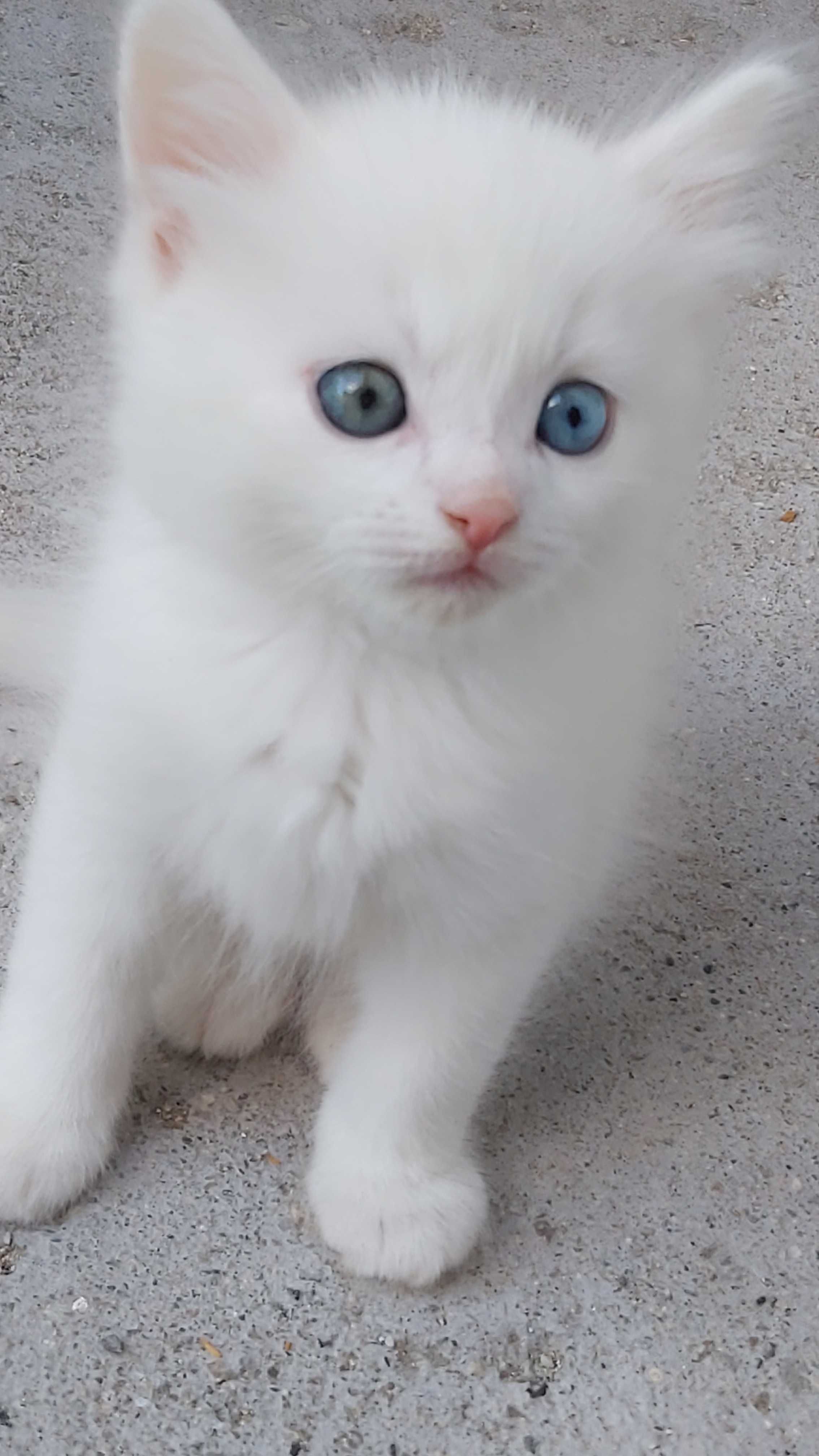 Ангорска котка...