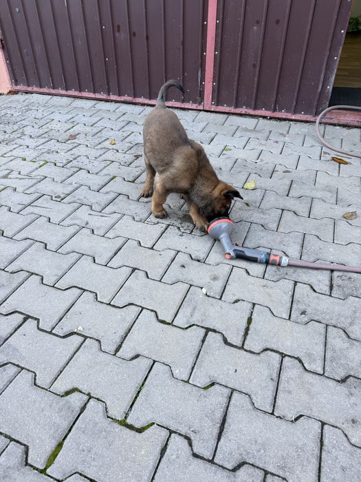 Donez puiuti (fetita) malinois