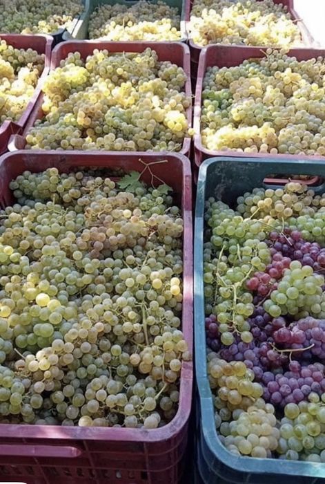 Vand struguri de vin am toate soiurile