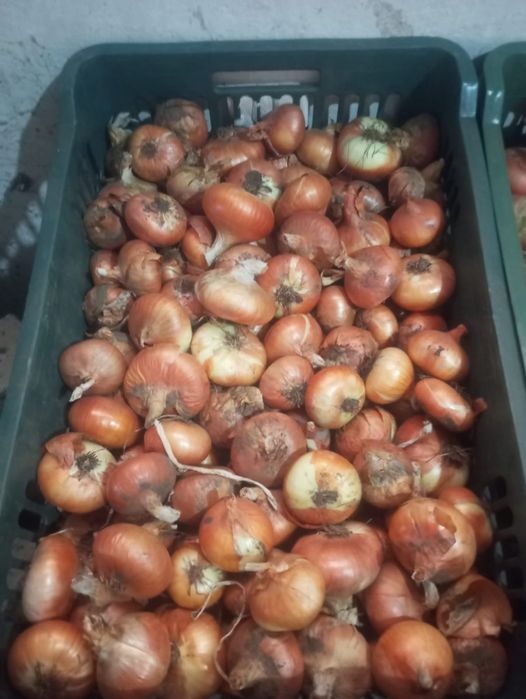 Ceapa românească de vânzare