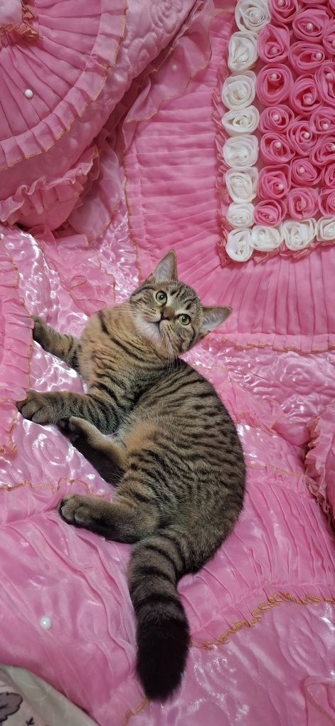 Продаётся котенок