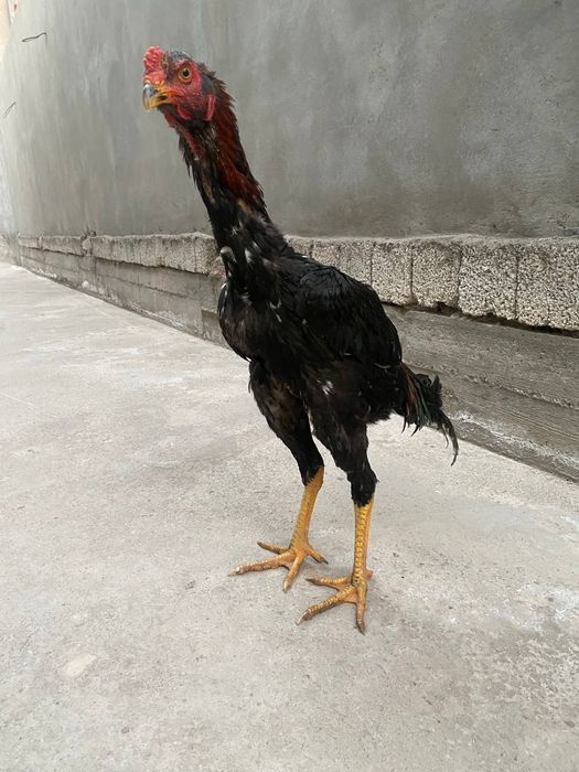 Dakan xoroz sotiladi