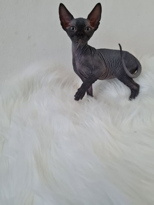 Pisicuta sphynx mascul