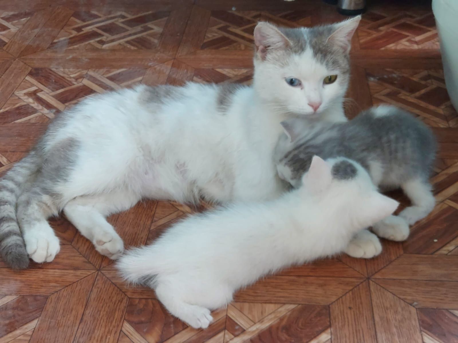 Подарю котят игривых