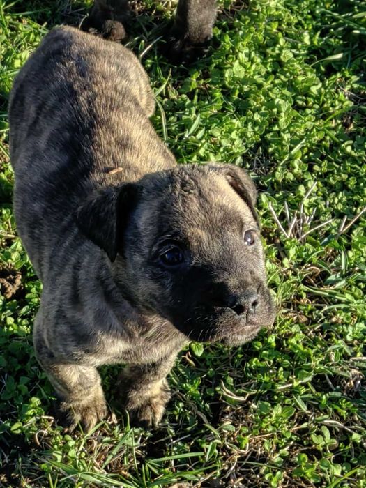 Кучета -Перо де преса канарио