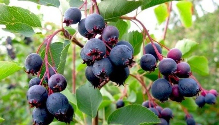 Afin canadian cunoscut ca “ pom de stafide “