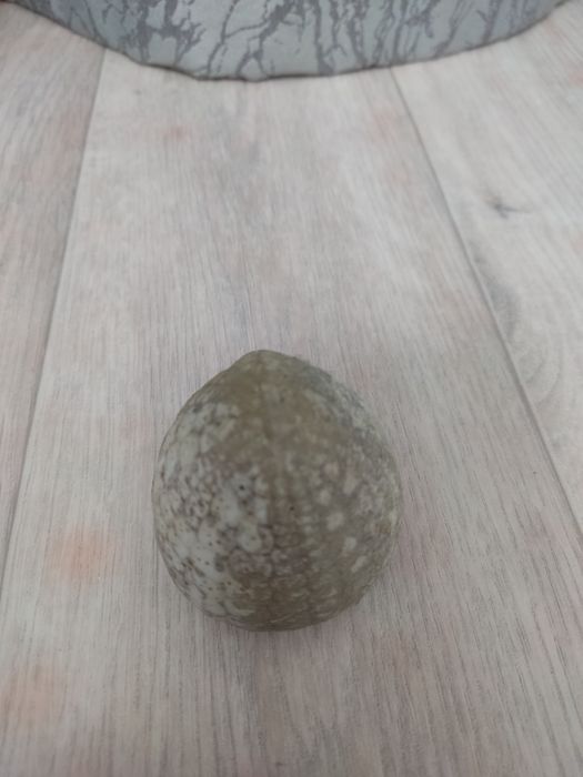 Морской ёж - древний класс морских безпозвоночных