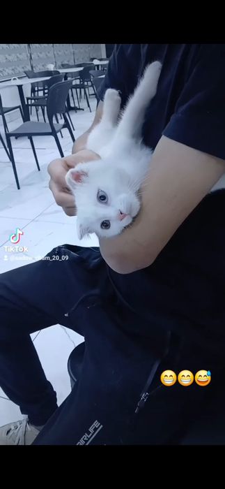 Honakilashgan qoʻlga oʻrgatilgan muhimi egasini yaxwi taniydi