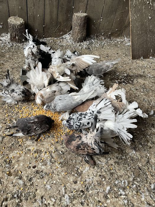 Vand porumbei indieni