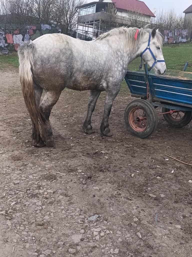 De vânzare iapa de 4 ani