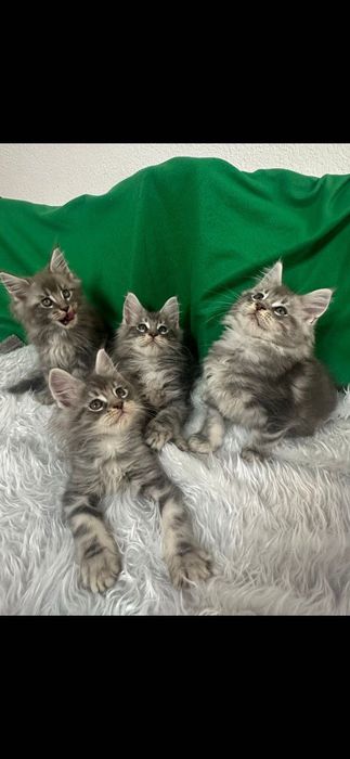 Котенца Мейн Куун