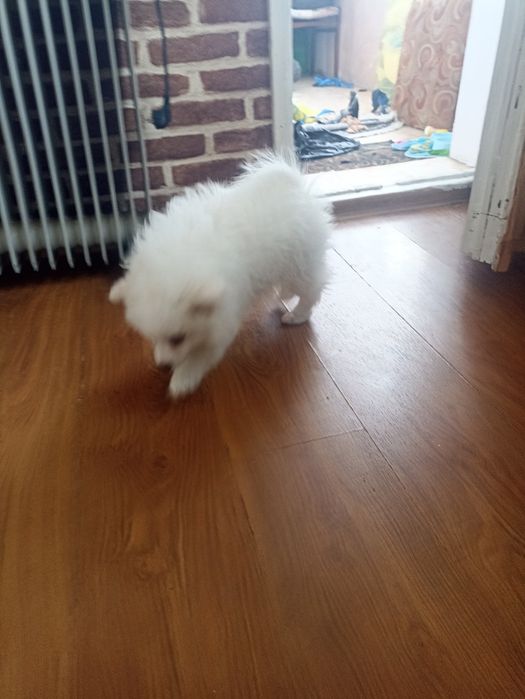 Продава се. Пумеран на 3 месеца ваксиниран 500 лв за сериозни може ком