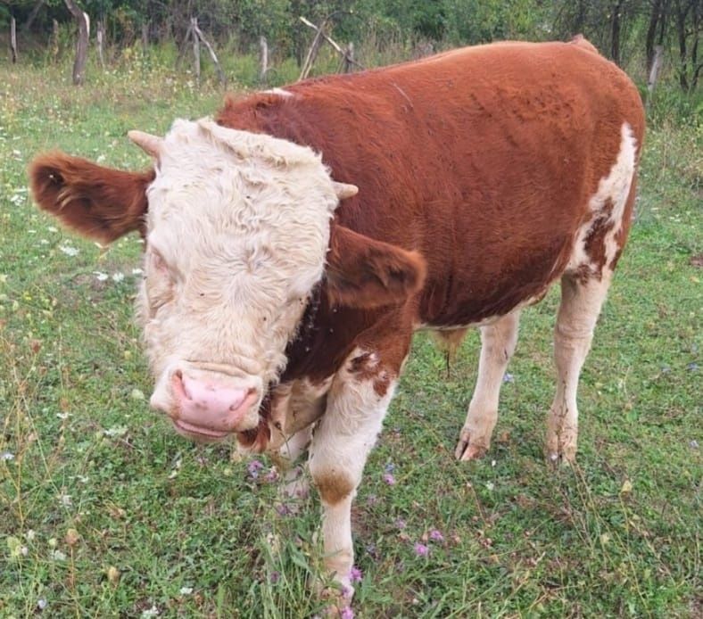 Vând Taur baltat în vârstă de 8 luni