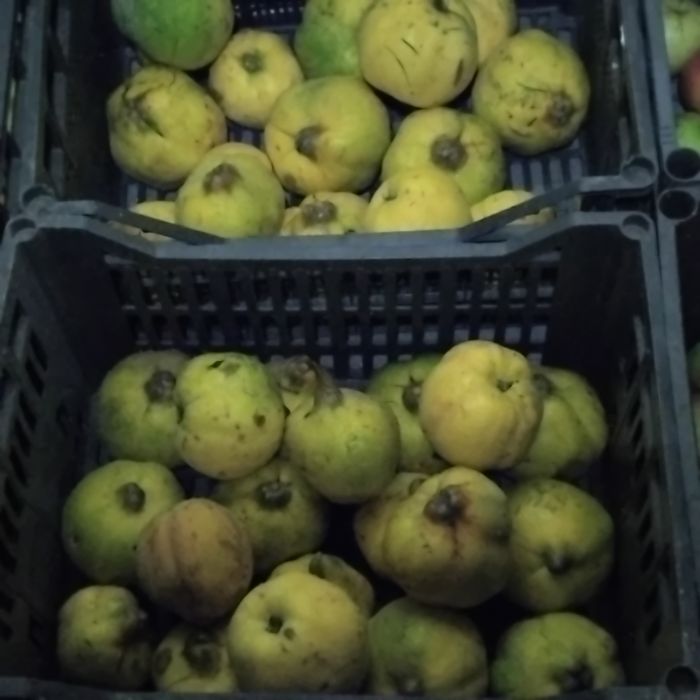 Gutui bio zona de munte