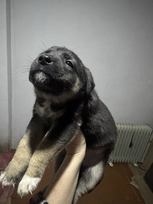 Кучуклар берилади яхши кулларга