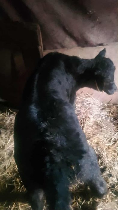 Vand vitea angus