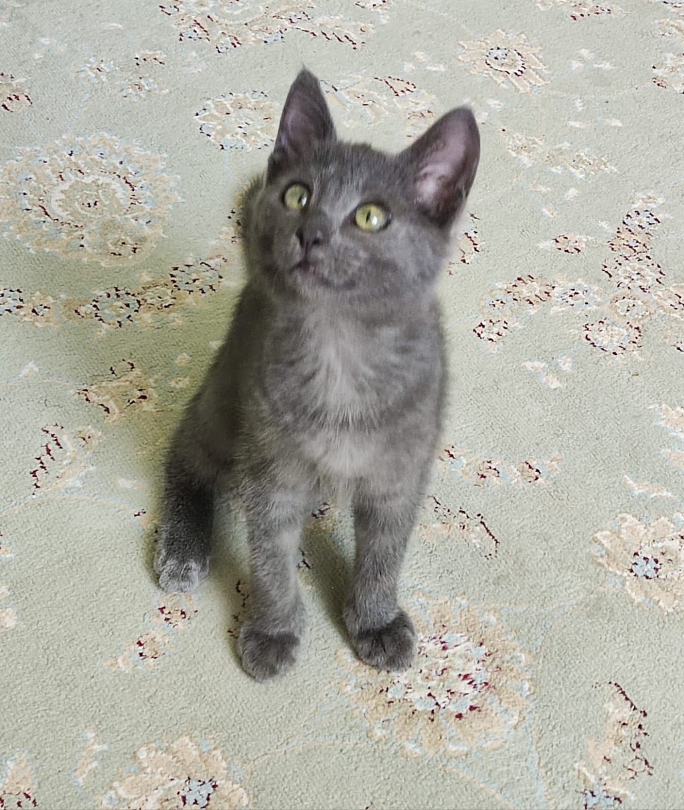Котенок девочка в добрые руки