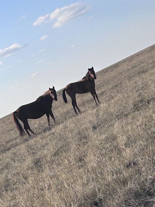 Продам кабыл  или обмен