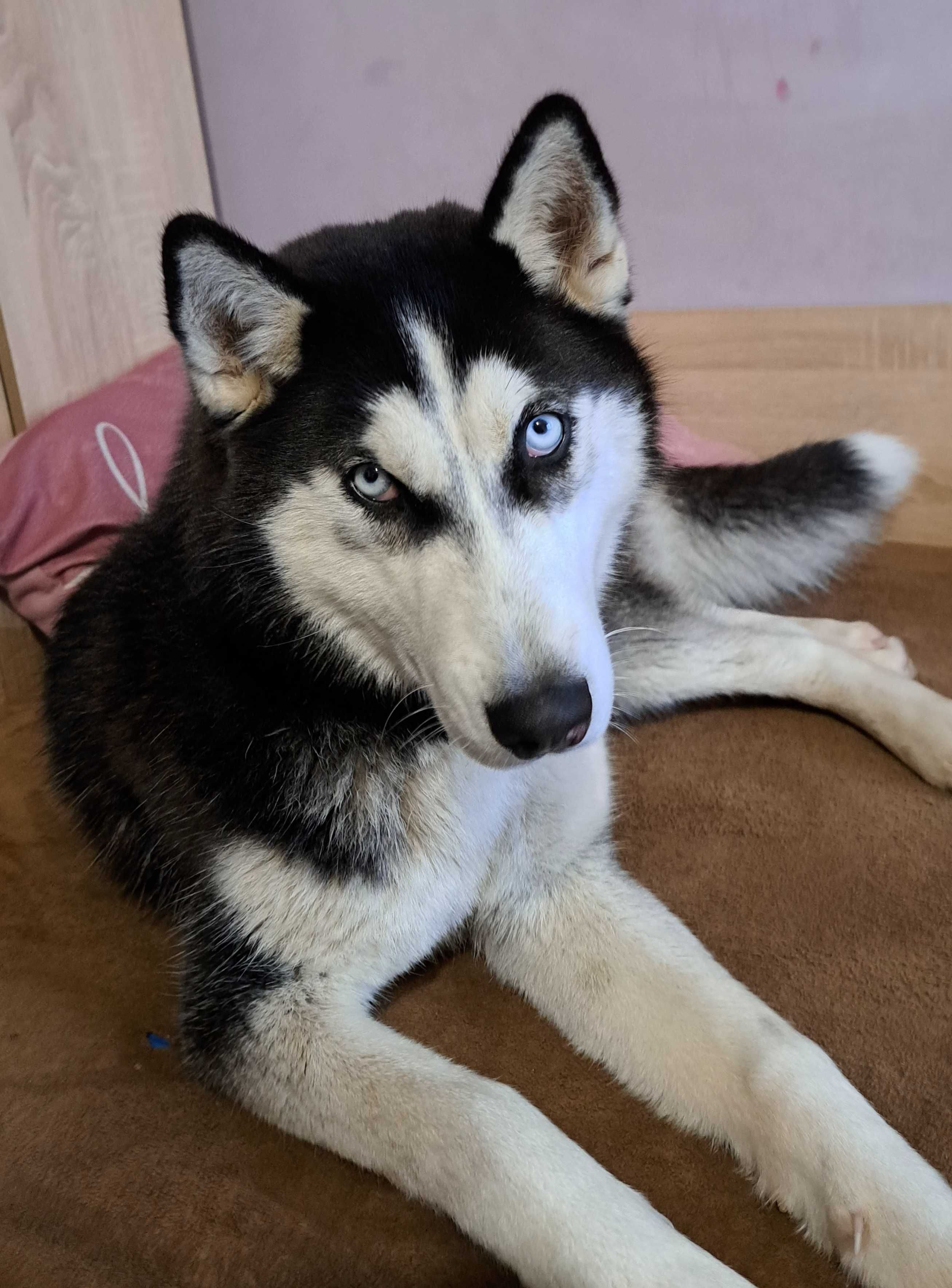 Продавам кученца
