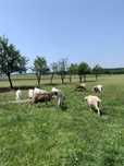 Capre bune de lapte!