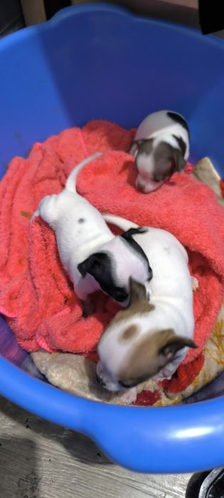 Отдам в хорошие руки, кутята Чихуахуа родились 4 ноября, 3 мальчика