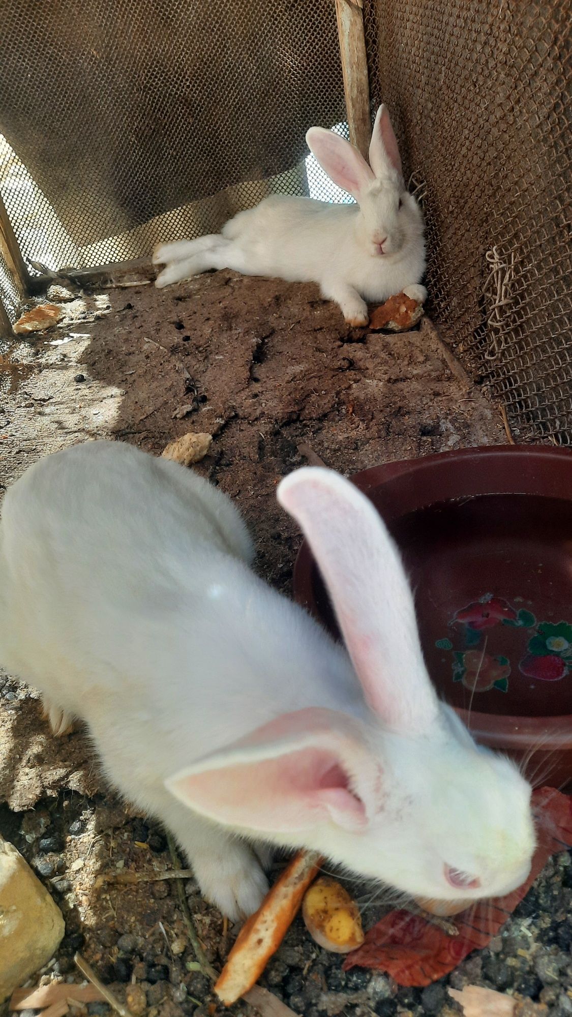 Quyonlar sotiladi xarxil zotlila bor