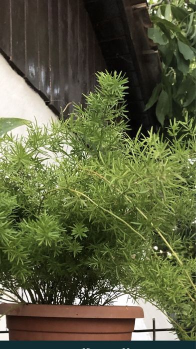 Trandafir japonez roz, asparagus