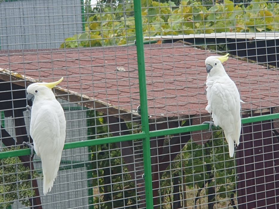 Papagali Kakadu Galerita, 2017, pereche