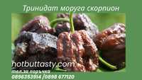 Разсади люти чушки сорт Тринидат моруга скорпион шоколад