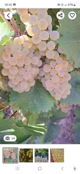 Vând struguri de vin productie 2025