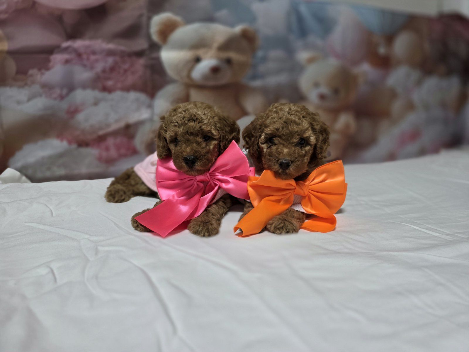 Пудел той poodle