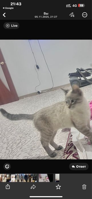 Котик в добрые руки мальчик ласковый послушный