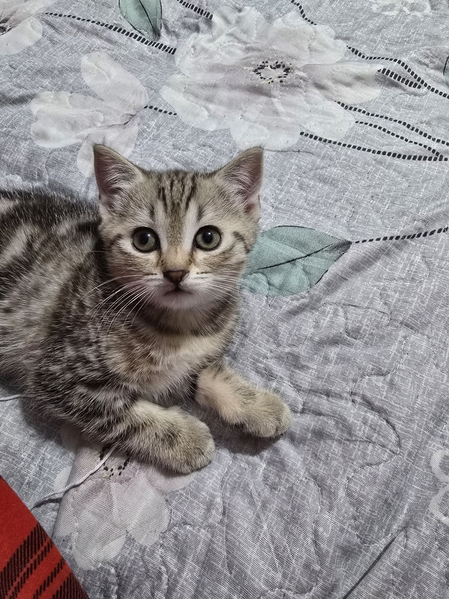 Котенок мраморного окраса , девочка