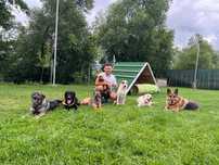 Dresaj canin scoala Dogisland K9