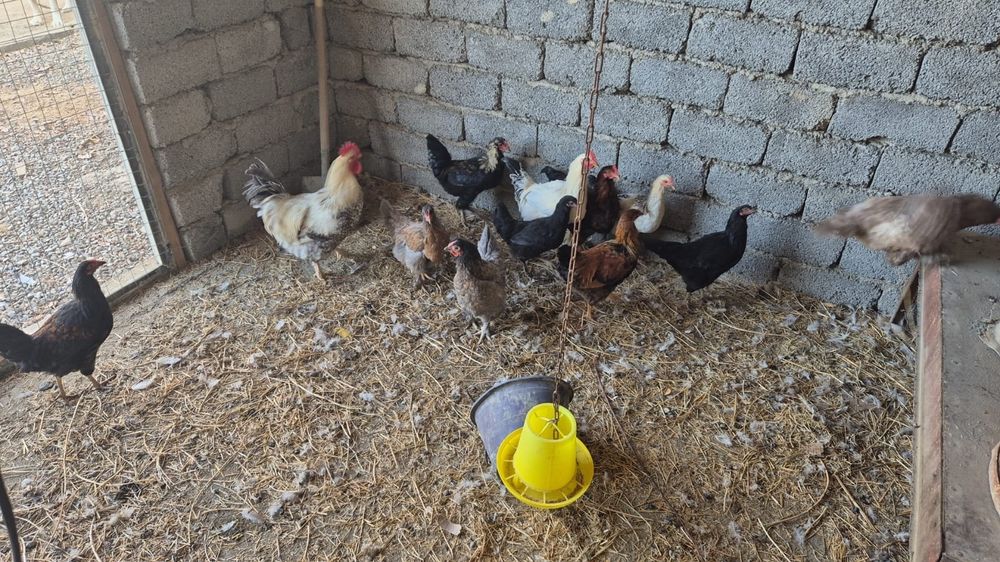 Птица тауыктар 6 мекен 6 кораз