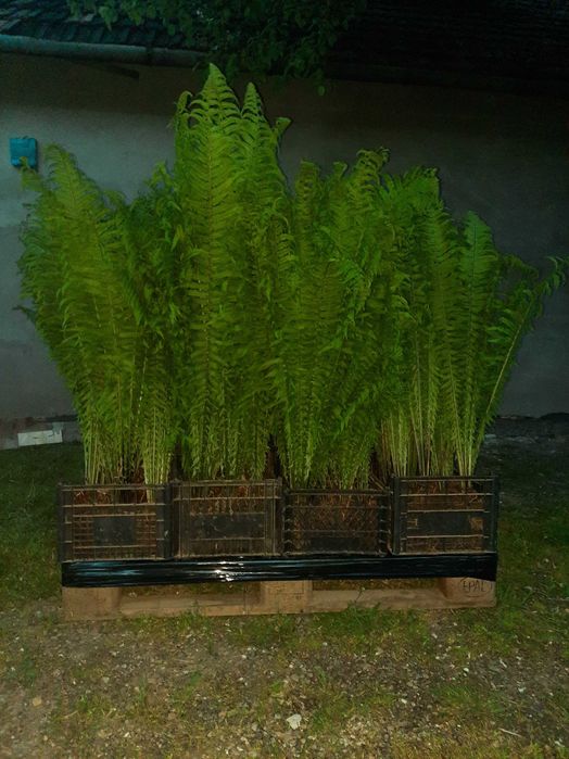 Feriga (Matteuccia Struthiopteris), prefera umbra, rezistenta la ger