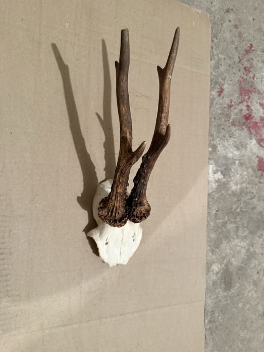 Продавам трофей от срънзак