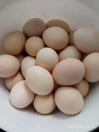 домашние куриные яйца