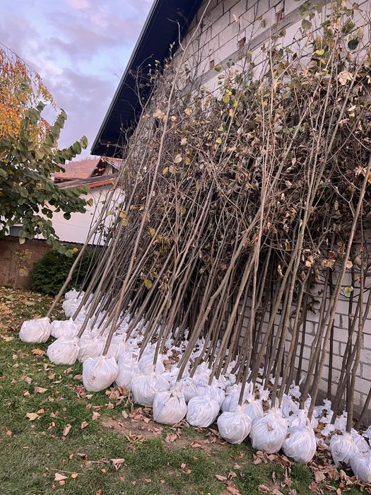 Artar romanesc 3m - 9m livare oriunde in tara