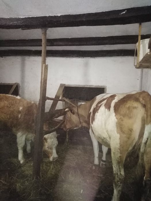 Hi Junică gestantă în 6 luni