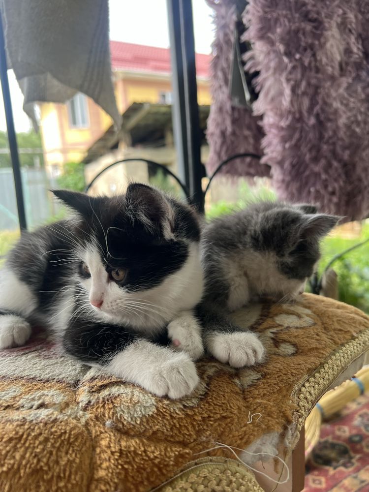 Котята ищую дом!